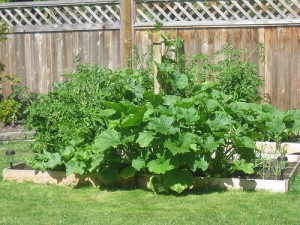 vegetable garden